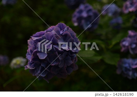 満開の紫陽花 142618190