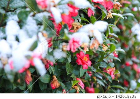 雪の中に咲く一輪の赤い椿(サザンカ)と美しいボケ味 雪の中に咲く一輪の赤い椿(サザンカ)と美しいボケ味 142618238