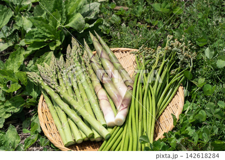 新鮮野菜の籠盛り 142618284