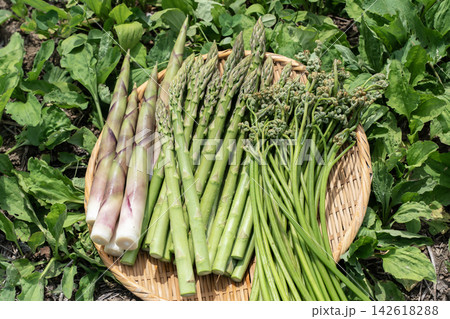 新鮮野菜の籠盛り 新鮮野菜の籠盛り 142618288