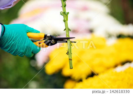 Gloved hand cutting green chrysanthemum stem with pruning shears in flower nursery, horticulture maintenance, plant trimming, gardening, cultivation and agricultural care 142618330