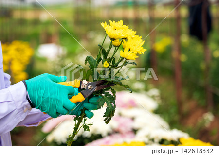 Gloved horticulture worker pruning yellow chrysanthemum flowers with shears in nursery, performing plant trimming, cultivation, gardening, maintenance and agricultural care Gloved horticulture worker pruning yellow chrysanthemum flowers with shears in nursery, performing plant trimming, cultivation, gardening, maintenance and agricultural care 142618332
