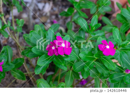 Vibrant pink Madagascar periwinkle flowers blooming among lush glossy green leaves tropical garden showing colorful ornamental plants natural summer growth Vibrant pink Madagascar periwinkle flowers blooming among lush glossy green leaves tropical garden showing colorful ornamental plants natural summer growth 142618446