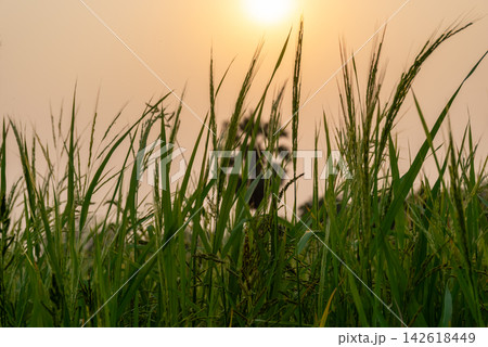 Green rice plants ripening grain illuminated by warm golden sunlight rural field showing tropical agriculture natural growth peaceful countryside harvest season 142618449