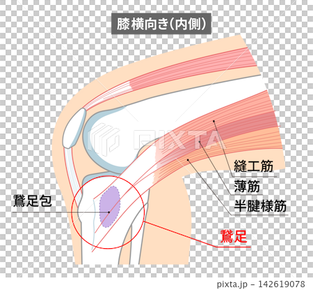 Anatomical diagram of the pes anserinus on the medial side of the knee joint and the sartorius, gracilis, and semitendinosus muscles. Anatomical diagram of the pes anserinus on the medial side of the knee joint and the sartorius, gracilis, and semitendinosus muscles. 142619078