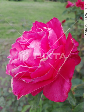 Close-Up of Blooming Rose Flower on the Bush in Summer Garden Close-Up of Blooming Rose Flower on the Bush in Summer Garden 142619183