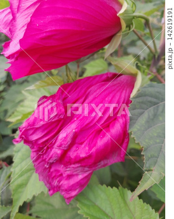 Pink Hibiscus Blossom Close-Up in Summer Garden Sunlight 142619191