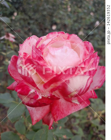 Close-Up of Blooming Rose Flower on the Bush in Summer Garden 142619352