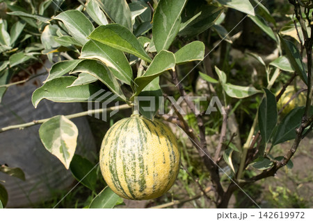 Variegated Malta orange fruit on tree Variegated Malta orange fruit on tree 142619972