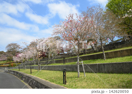 静峰ふるさと公園・八重桜まつり #24 静峰ふるさと公園・八重桜まつり #24 142620050