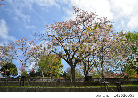 静峰ふるさと公園・八重桜まつり #27 静峰ふるさと公園・八重桜まつり #27 142620053