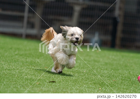 ボールを追いかけてドッグランを全力疾走するマルプーとシーズーのミックス犬 142620270