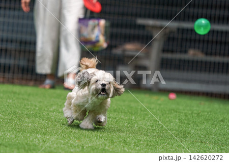 ボールを追いかけてドッグランを全力疾走するマルプーとシーズーのミックス犬 142620272