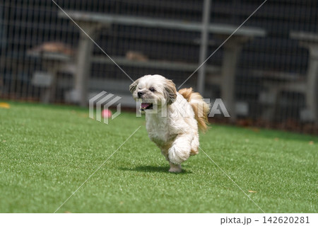 芝生のドッグランを元気に走るマルプーとシーズーのミックス犬 142620281