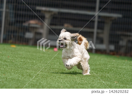 芝生のドッグランを元気に走るマルプーとシーズーのミックス犬 芝生のドッグランを元気に走るマルプーとシーズーのミックス犬 142620282