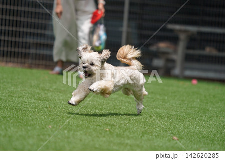 芝生のドッグランを元気に走るマルプーとシーズーのミックス犬 142620285