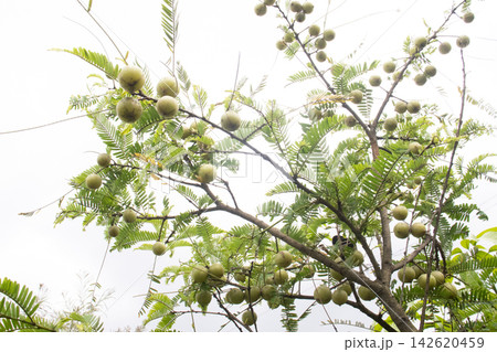 Indian gooseberry on tree in farm Indian gooseberry on tree in farm 142620459