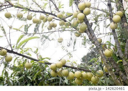 Indian gooseberry on tree in farm Indian gooseberry on tree in farm 142620461