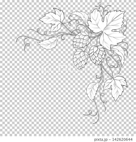 Hand-drawn black and white line art illustration of hops cones and leaves forming an elegant corner frame. Features ample copy space, perfect for brewery branding, artisanal beer menus, and rustic Hand-drawn black and white line art illustration of hops cones and leaves forming an elegant corner frame. Features ample copy space, perfect for brewery branding, artisanal beer menus, and rustic 142620644