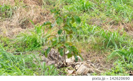 Small young green Santol tree or Sandoricum koetjape sapling. Grows surrounded by wild grass and dry soil in a garden or open outdoor area. Small young green Santol tree or Sandoricum koetjape sapling. Grows surrounded by wild grass and dry soil in a garden or open outdoor area. 142620690