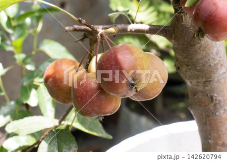 red apple on tree with pot in farm 142620794