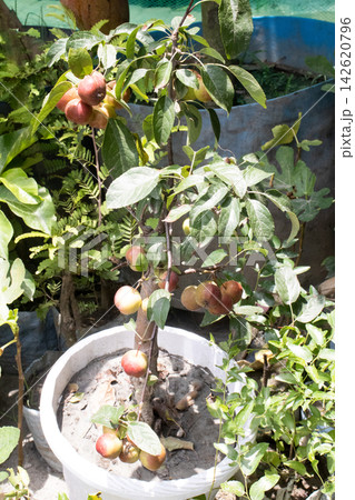 red apple on tree with pot in farm red apple on tree with pot in farm 142620796