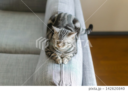 リビングのソファの背もたれの上でリラックスする猫 リビングのソファの背もたれの上でリラックスする猫 142620840