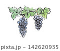 絵手紙風の木になる美味しそうなブドウのイラスト 142620935
