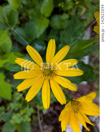 緑の中で鮮やかに咲く黄色いキクイモの花 緑の中で鮮やかに咲く黄色いキクイモの花 142621034