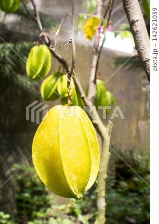 Carambola on tree in farm for harvest are cash crops Carambola on tree in farm for harvest are cash crops 142621039