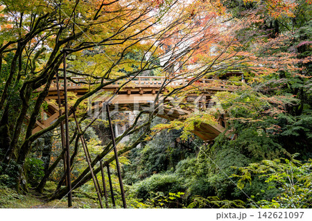 加賀・山中温泉こおろぎ橋の紅葉 加賀・山中温泉こおろぎ橋の紅葉 142621097