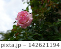 満開のバラ 142621194