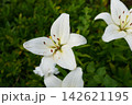 満開のユリ 142621195