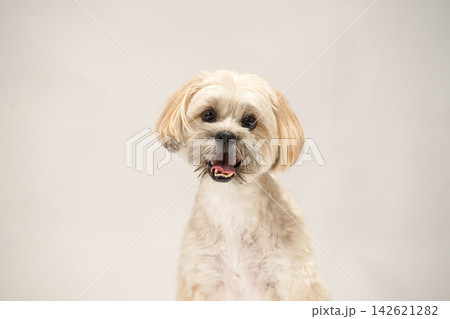 白背景のスタジオでのマルプーとシーズーのミックス犬 白背景のスタジオでのマルプーとシーズーのミックス犬 142621282