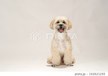 白背景のスタジオでのマルプーとシーズーのミックス犬 白背景のスタジオでのマルプーとシーズーのミックス犬 142621285