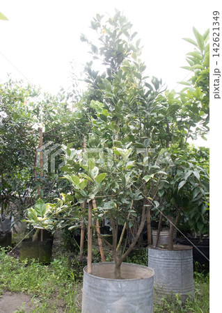 Citrus fruits on tree in farm 142621349