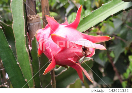 dragon fruit on tree in farm for harvest dragon fruit on tree in farm for harvest 142621522