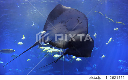 四国水族館の大水槽、綿津見の景 142621553
