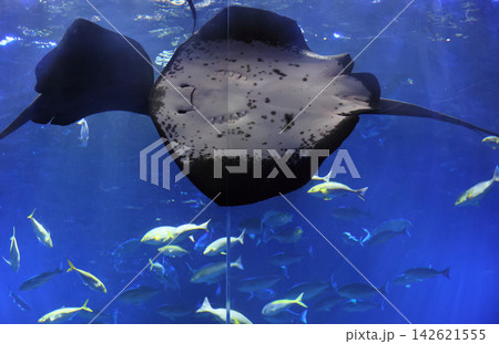 四国水族館の大水槽、綿津見の景 142621555