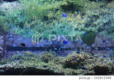 四国水族館の太平洋ゾーン、造礁サンゴの景 四国水族館の太平洋ゾーン、造礁サンゴの景 142621569