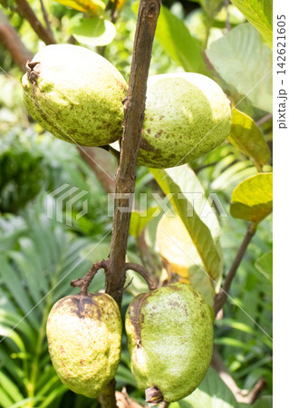 Common guava on tree in farm 142621605