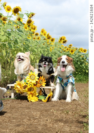 ひまわり畑で仲良く並ぶ3匹の犬たち ひまわり畑で仲良く並ぶ3匹の犬たち 142621684