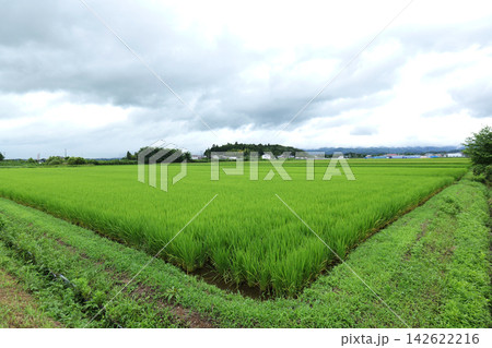 Japanese countryside with rice fields and rural landscape Japanese countryside with rice fields and rural landscape 142622216