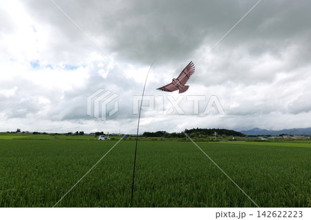 Japanese countryside with rice fields and rural landscape Japanese countryside with rice fields and rural landscape 142622223