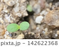 春菊が発芽した双葉です。 142622368