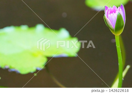 開花を待つ紫のスイレン 開花を待つ紫のスイレン 142622618