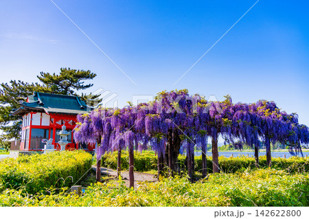 【群馬県】多々良沼公園 フジの花が咲く浮島辨財天 【群馬県】多々良沼公園 フジの花が咲く浮島辨財天 142622800