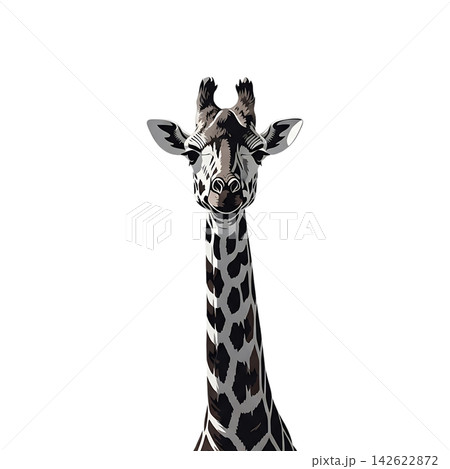 giraffe on white background 142622872