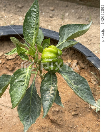 Green bell pepper plant growing in a recycled tire planter Green bell pepper plant growing in a recycled tire planter 142622893