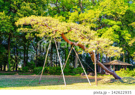 【群馬県】多々良沼公園　樹形が整った松 142622935